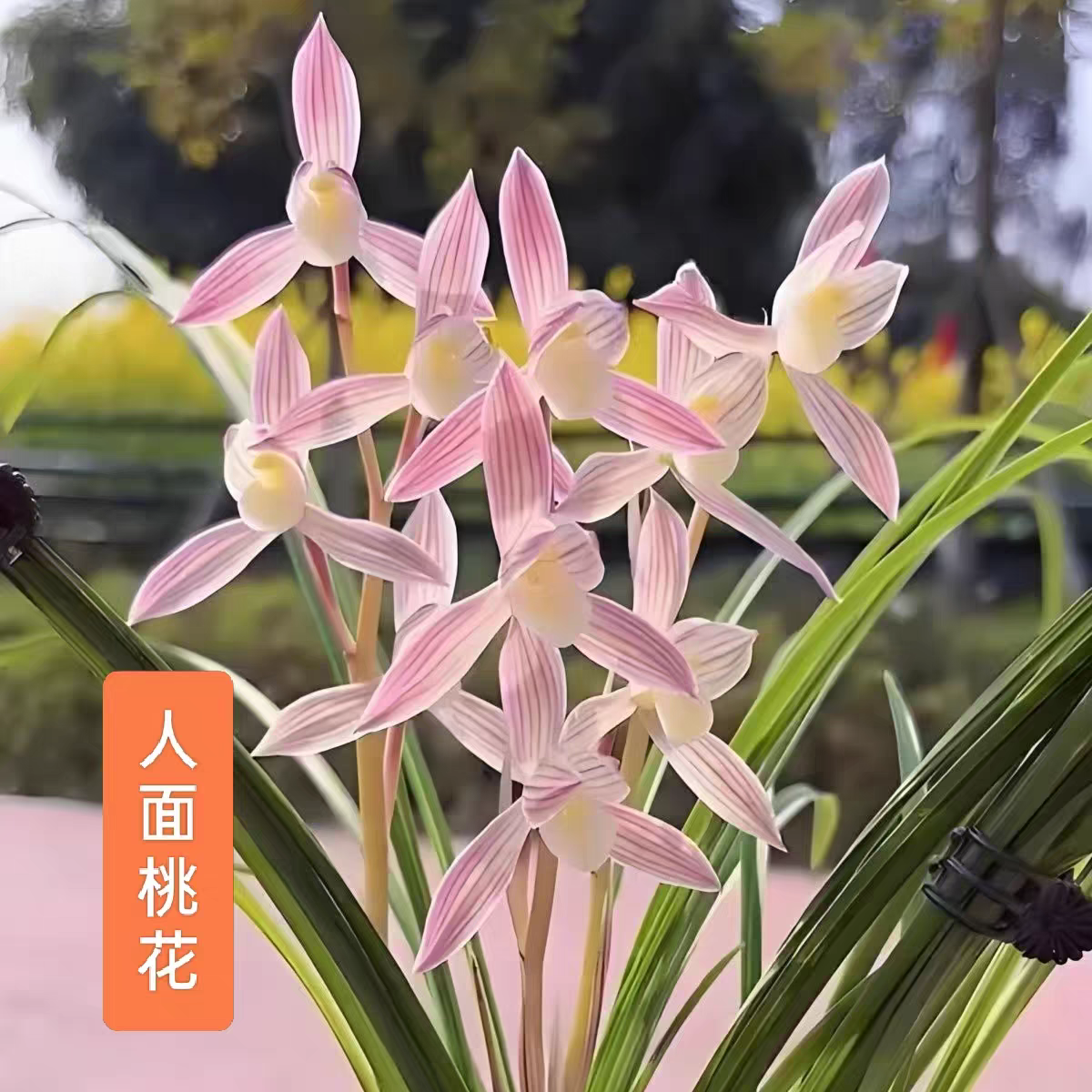 人面桃花 莲瓣兰精致兰花苗室内好养绿植盆栽花卉 浓香阳台盆栽