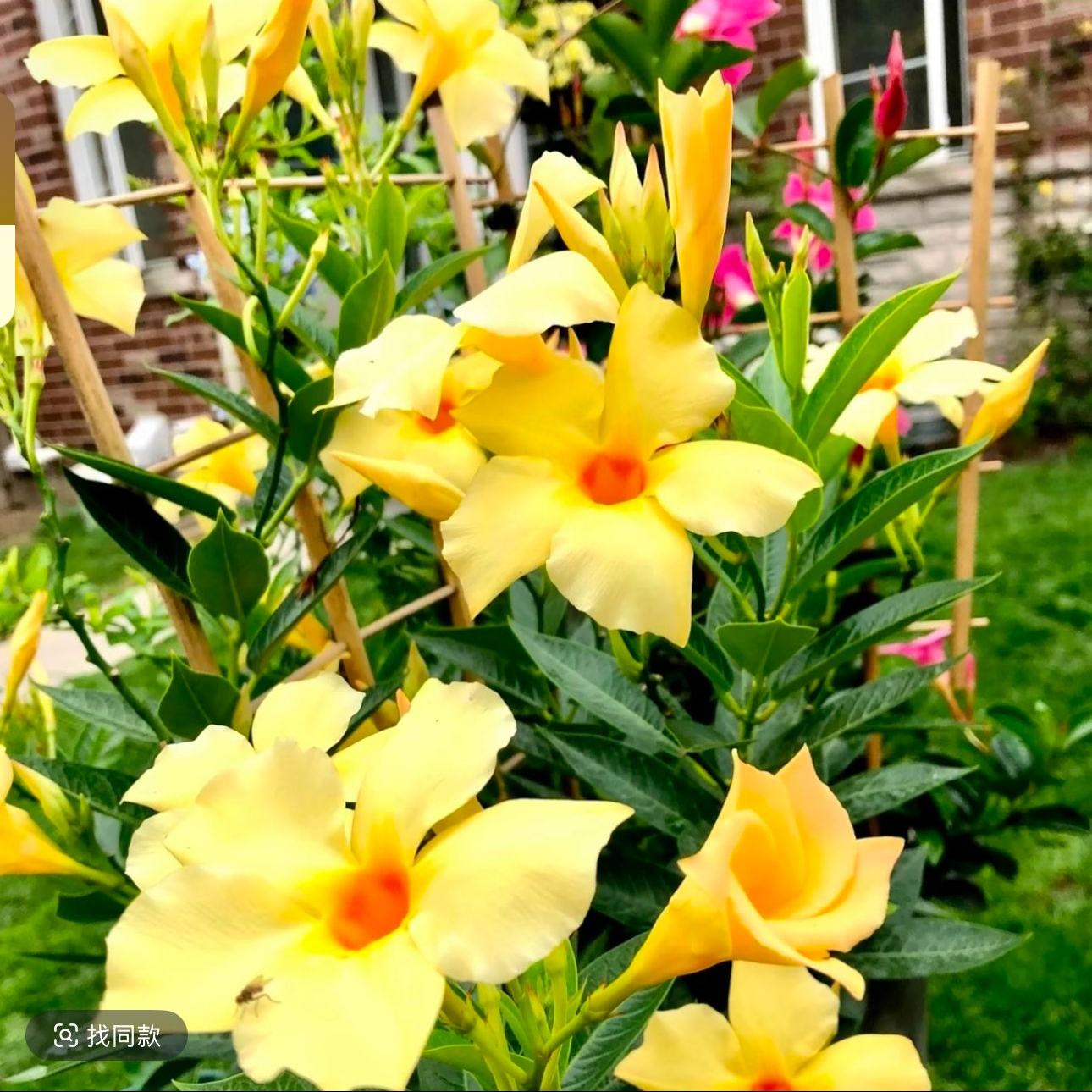 【飘香藤】鲜花花卉绿植盆栽