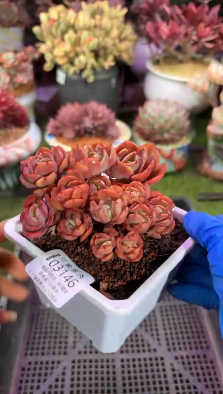 【闪购商品】03146