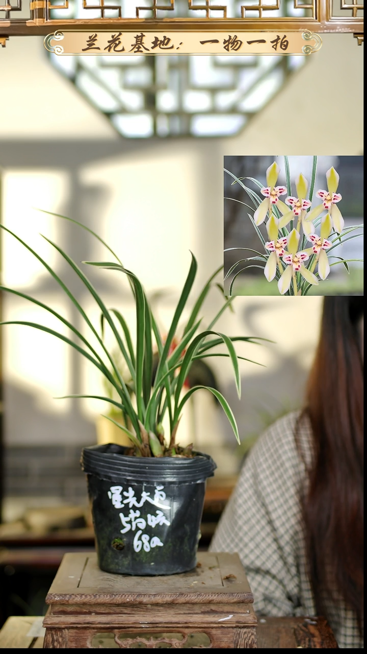 完全开放星光大道5苗4花苞