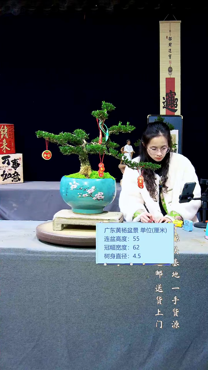 【闪购商品】黄杨盆景黄杨盆景