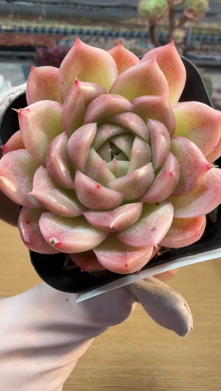 东云多肉园二店-344