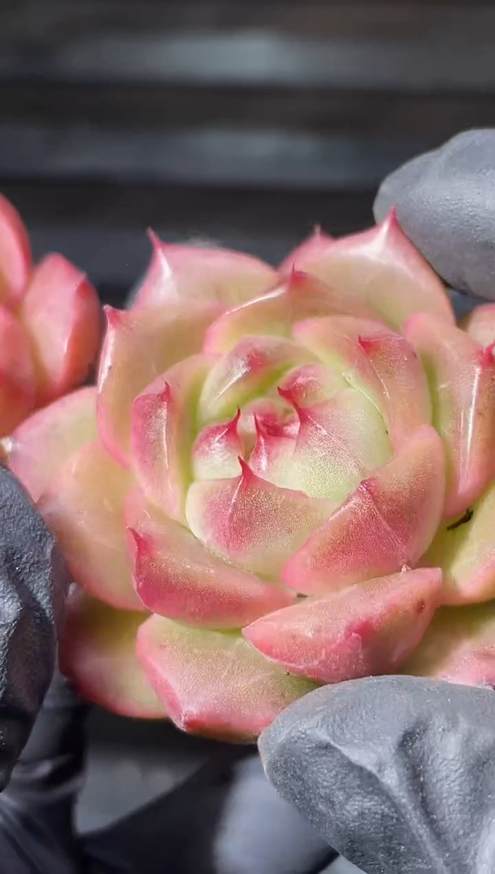 27-42 超钻3-4厘米量拍发一颗