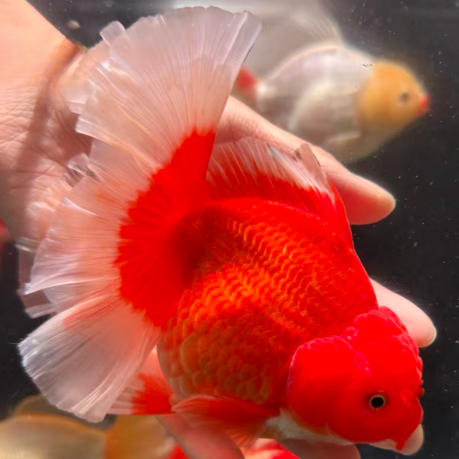 泰师金鱼百褶娃娃脸可爱好养耐活淡水冷水观赏鱼（直播专用链接）