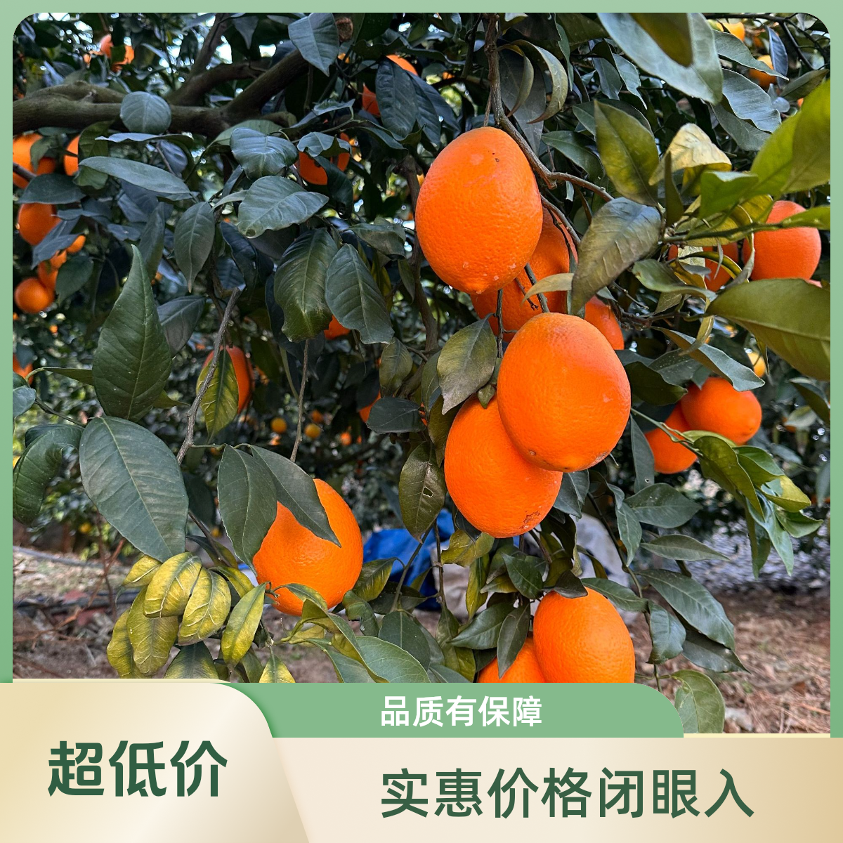 重庆奉节脐橙纽荷尔橙子当季新鲜水果孕妇春橙 整箱现摘产地直发奉节脐橙奉节脐橙重庆市