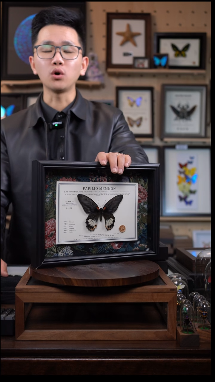 美凤蝶雌有尾A4横框布艺款