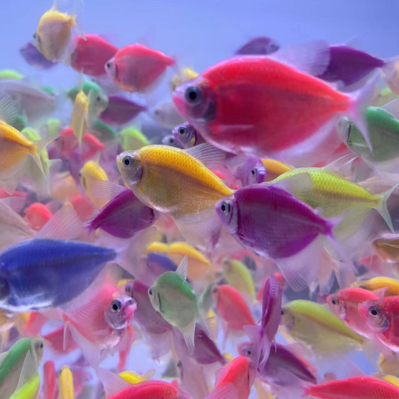 七彩天使鱼小型热带鱼缸装饰观赏鱼颜色丰富群游适合网红款鱼缸