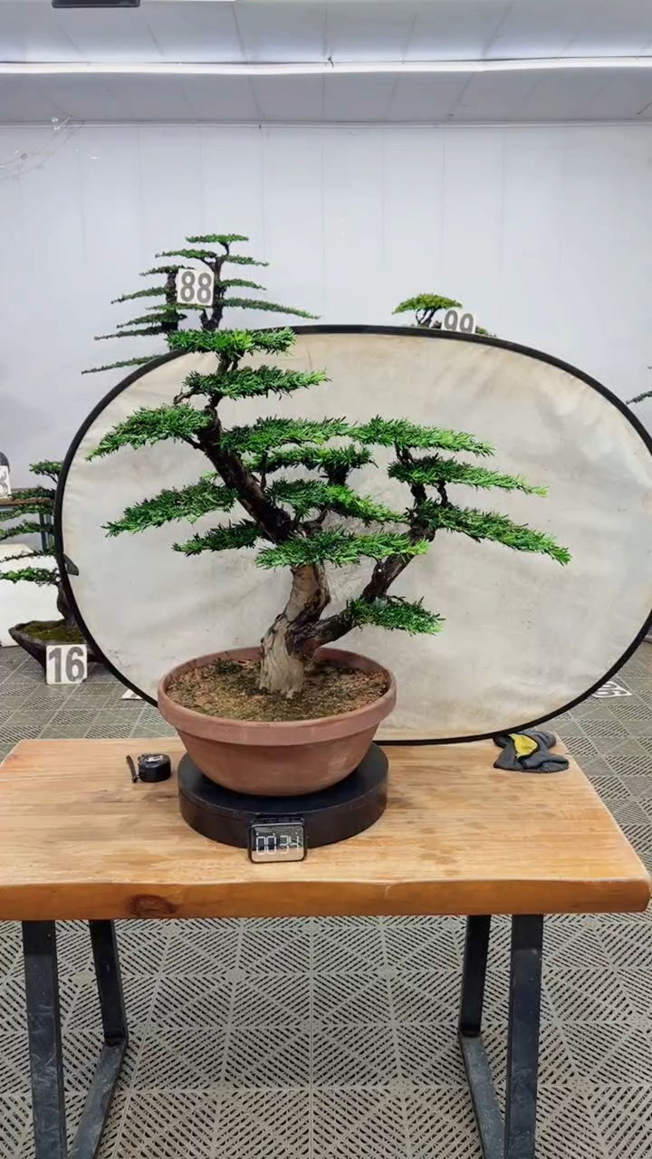 无花朵造型盆景一物一拍
