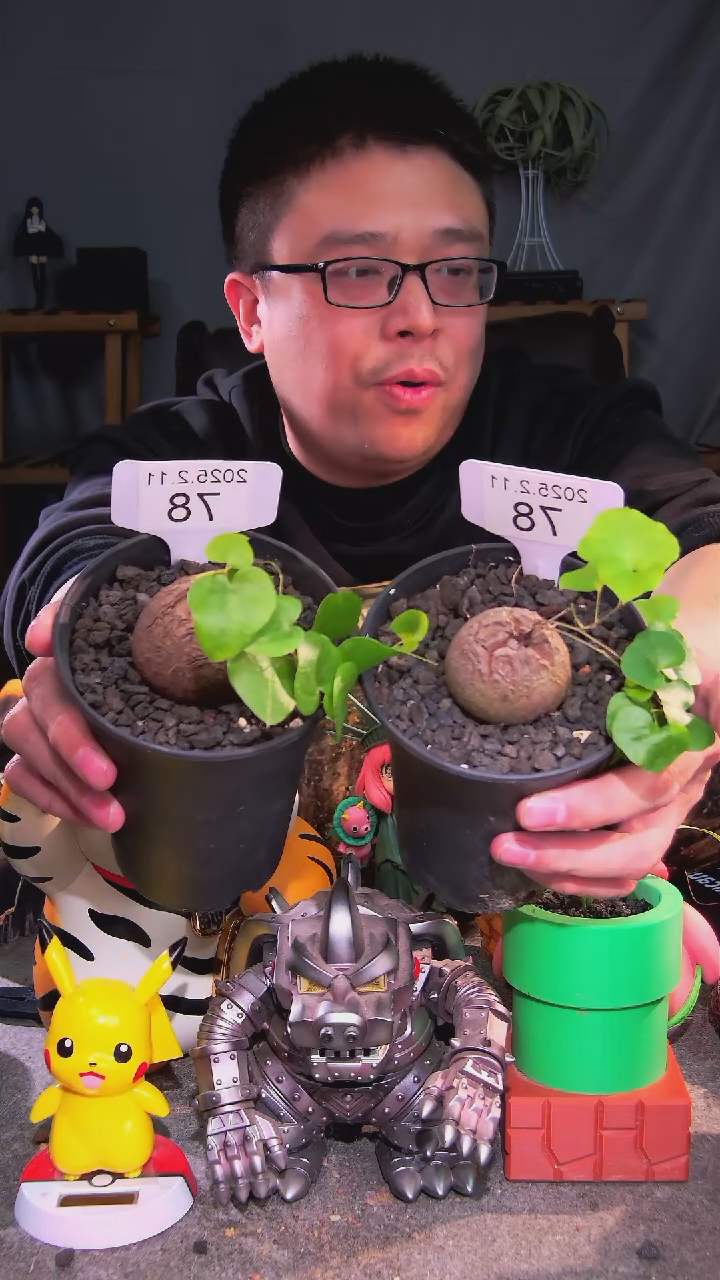 【闪购商品】南非龟甲龙2.11.78