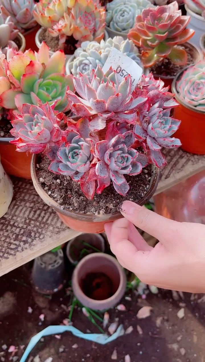 马***?跃跃精品多肉19250