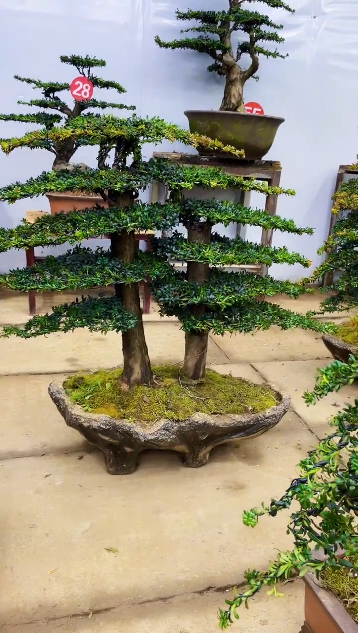 无花朵创****询0000000000000000000000