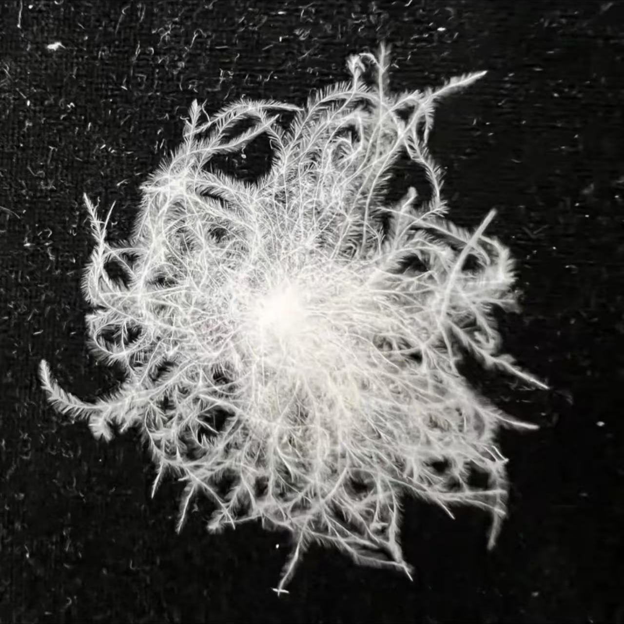 【散装白鹅绒】95%东北老鹅绒填充羽绒服羽绒被抱枕等/一两装