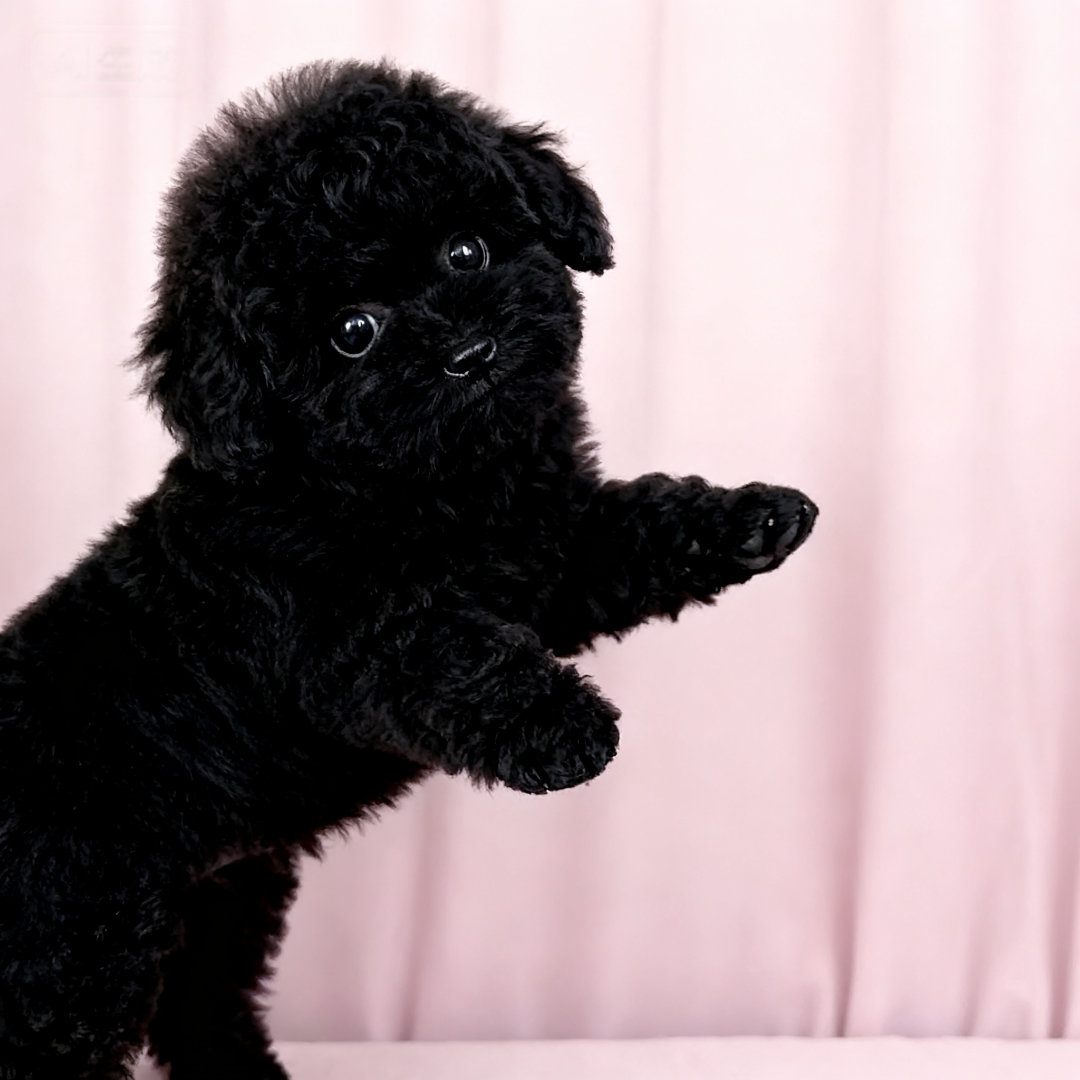 泰迪幼犬活泼黑小型犬幼崽小体型超萌陪伴黑色便宜网红长不大聪明