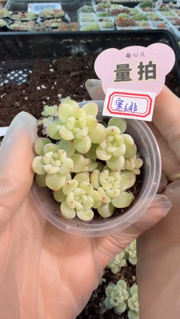 寒绯小圆盒切糕 6颗量拍多肉植物