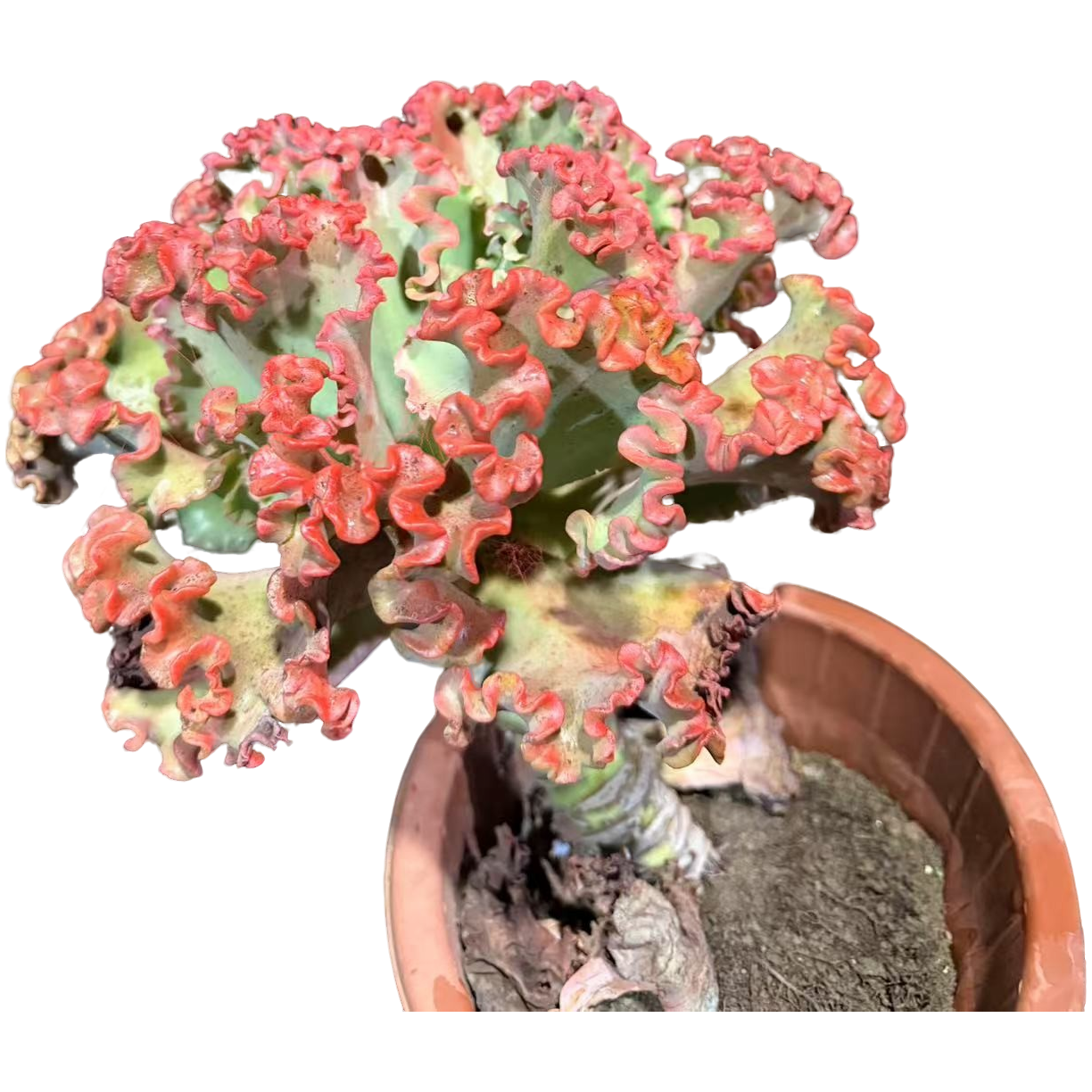 精品多肉  红婚纱