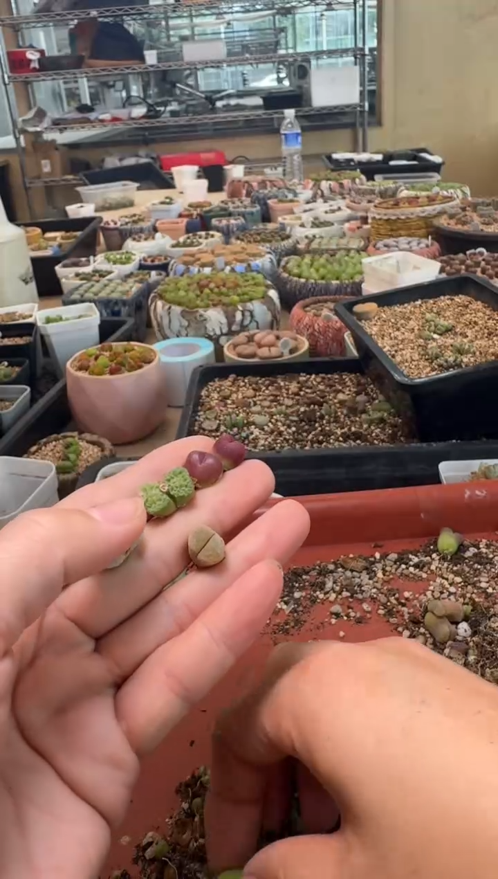 7-490多肉植物肉锥