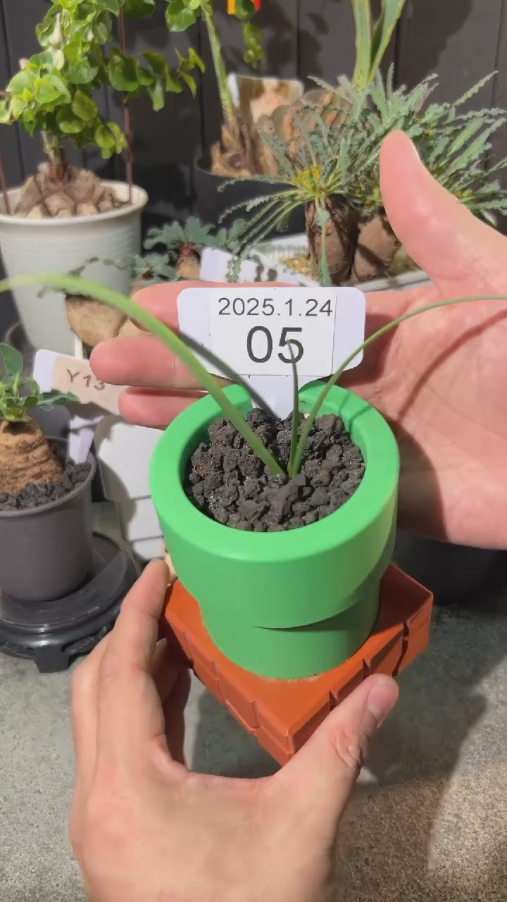 【闪购商品】圣诞老人全能花1.24.05