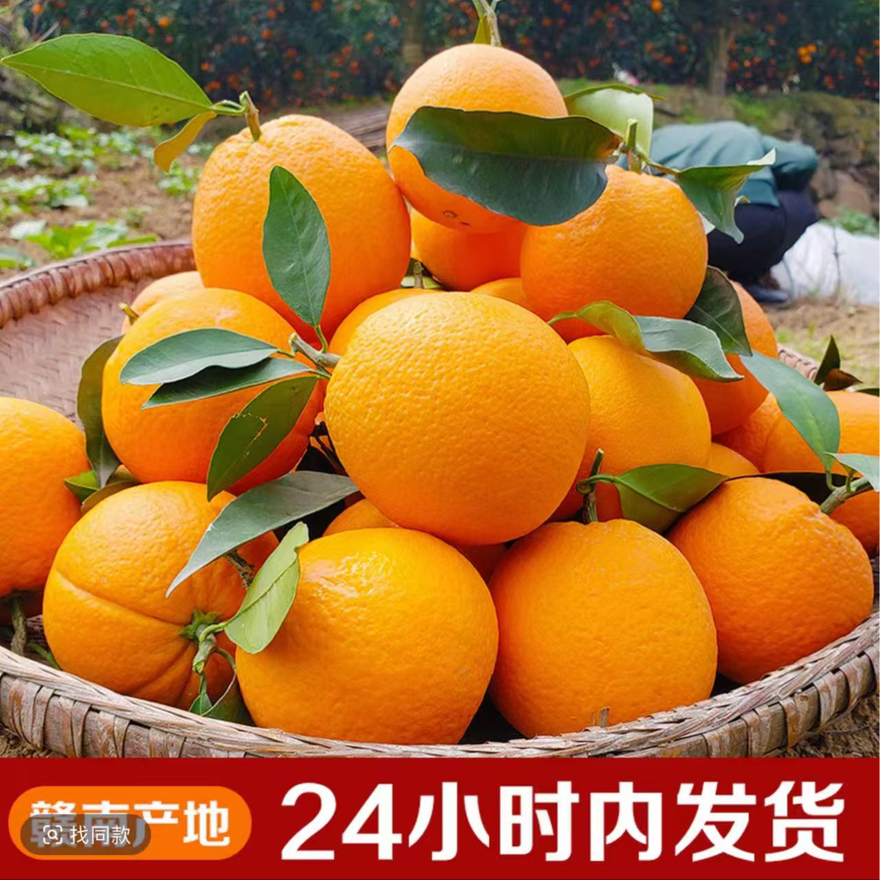 正宗赣南脐橙新鲜现摘清甜可口水果 多仓发货