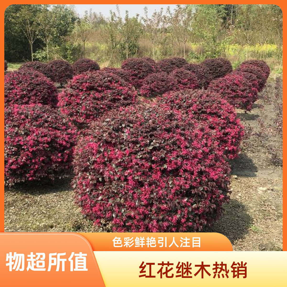 一物一拍红花继木球状元红庭院绿化种植耐寒耐旱四季红叶好养盆栽
