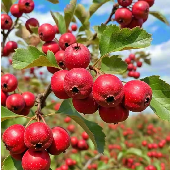 沂蒙山大金星山楂山楂果新鲜山楂鲜果个头饱满泡酒泡茶冰糖葫芦