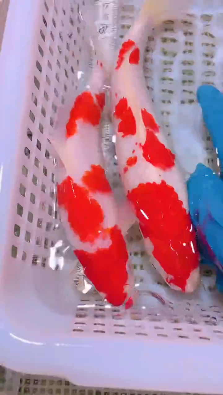 锦鲤冷水观赏鱼全场包邮84