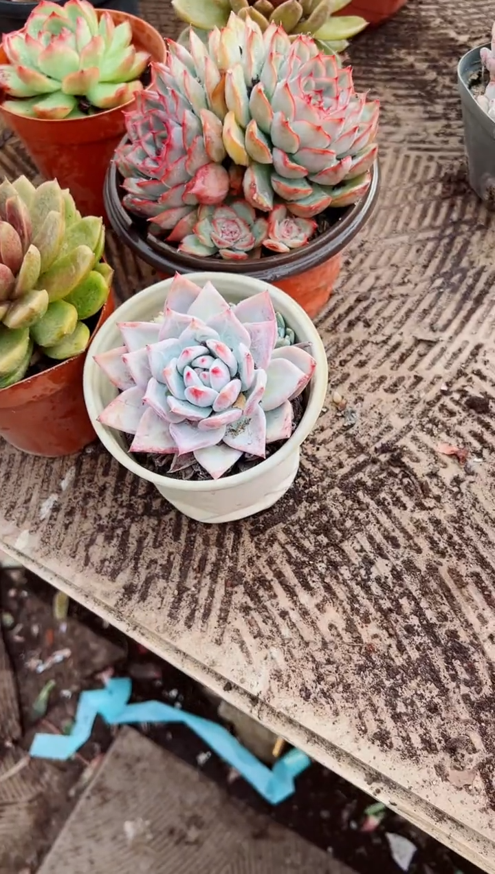 Y****贝多肉植物一物一拍28141