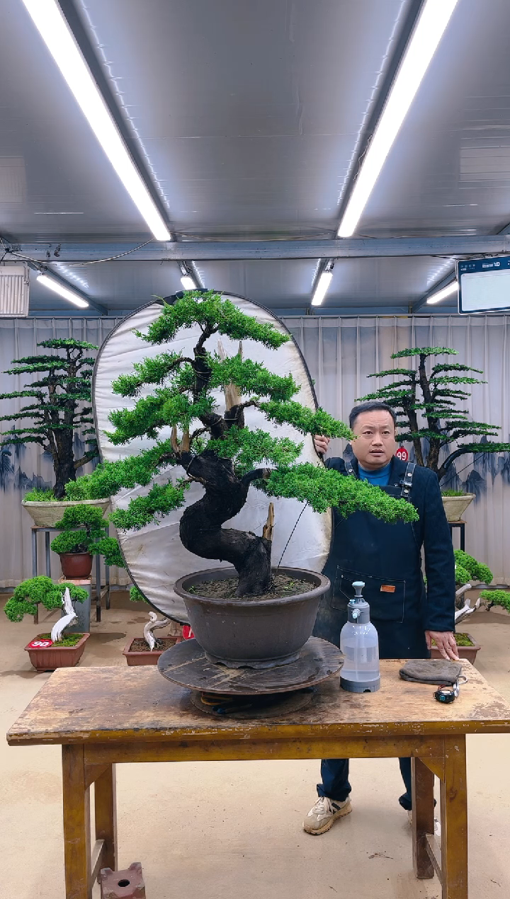 无花朵精品盆景 一物一拍