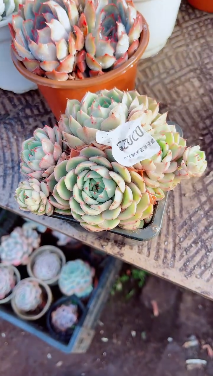 乖*兔跃跃精品多肉02025