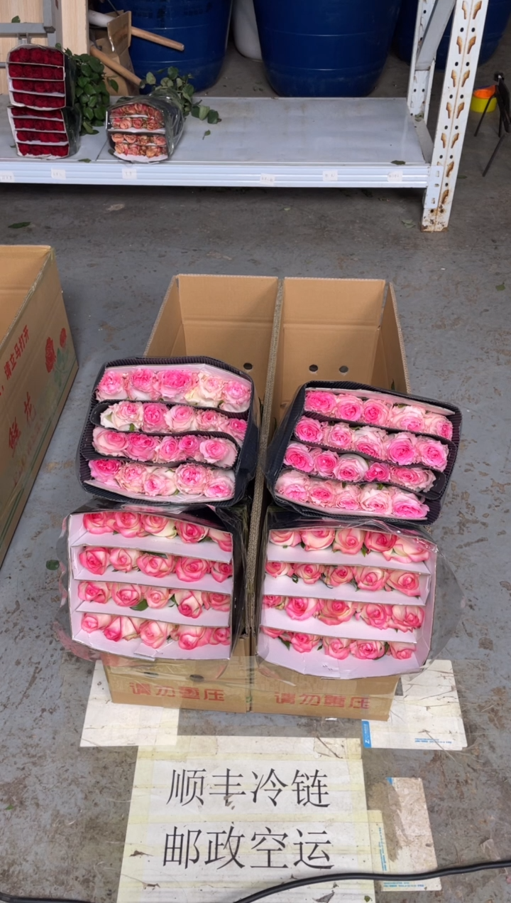 艾沙20枝+洛神20枝