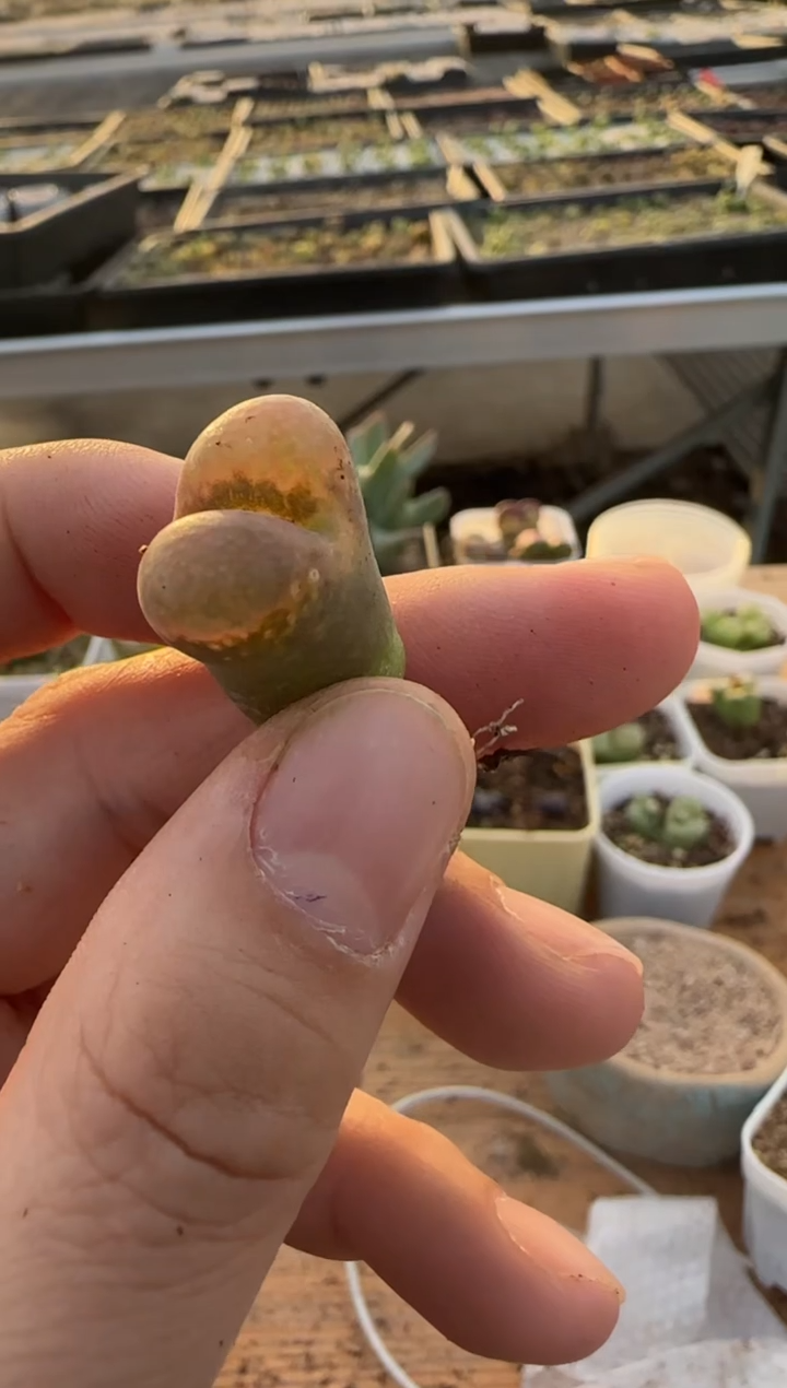 【闪购商品】9-413