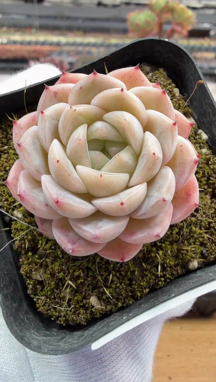 东云多肉园二店-156