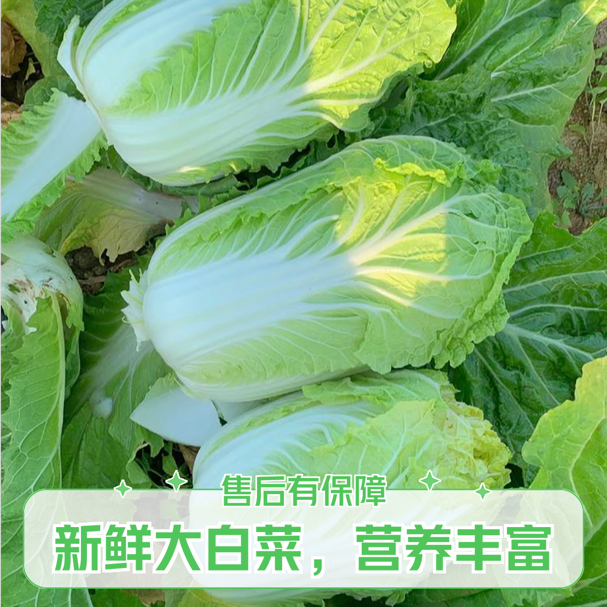 【顺丰次日达】苏北露天农家新鲜大白菜夏阳菜现摘现采
