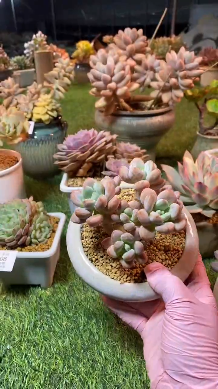 0109（满28包邮发货）