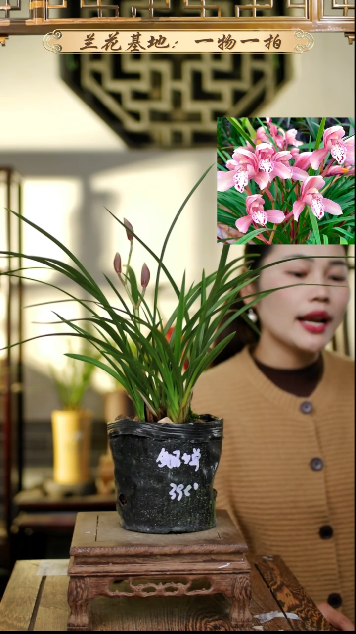 完全开放春蕙兰貂蝉