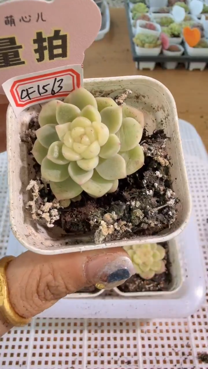 B/CF1563 单双混 五方一盆 量拍混发