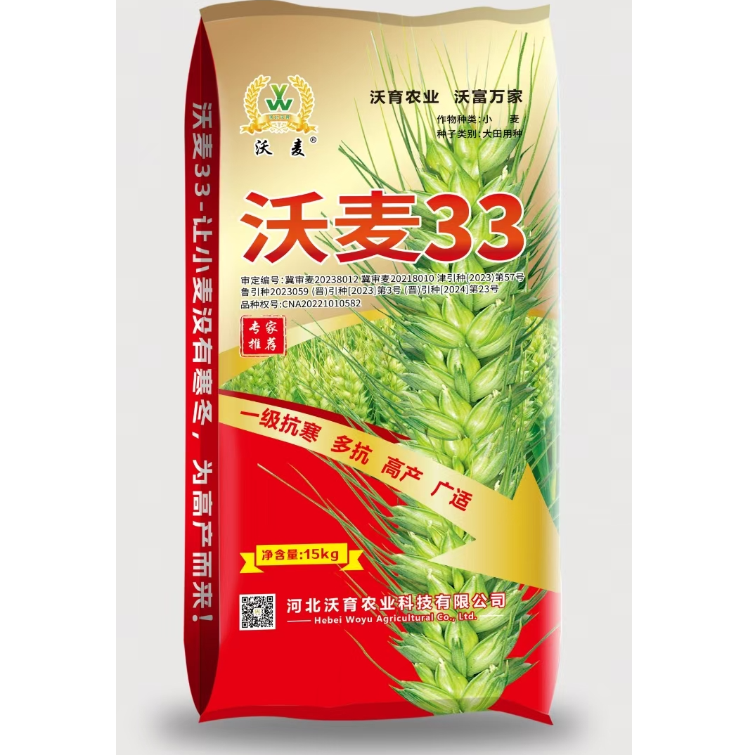 冬性矮杆大穗沃麦33抗冻耐盐碱产量高