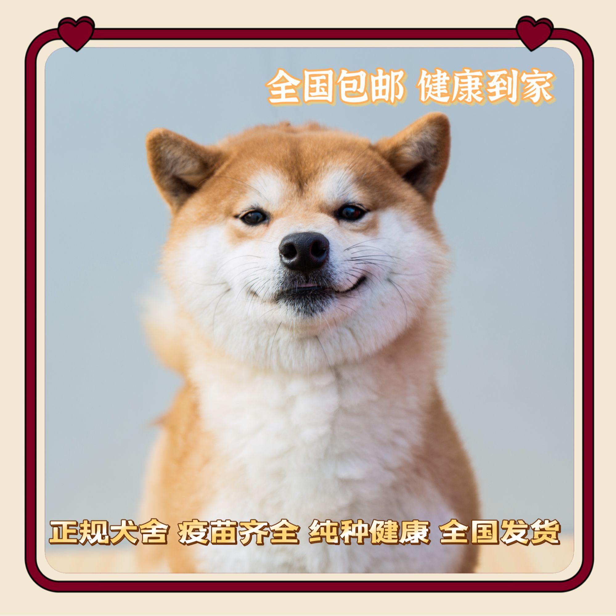 柴犬公社幼犬预约千元券