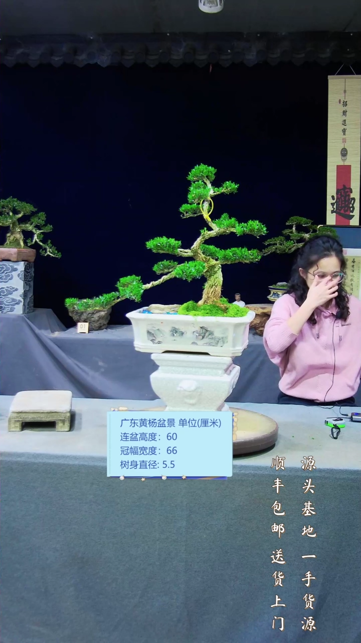 【闪购商品】黄杨盆景艺术黄杨盆景艺术