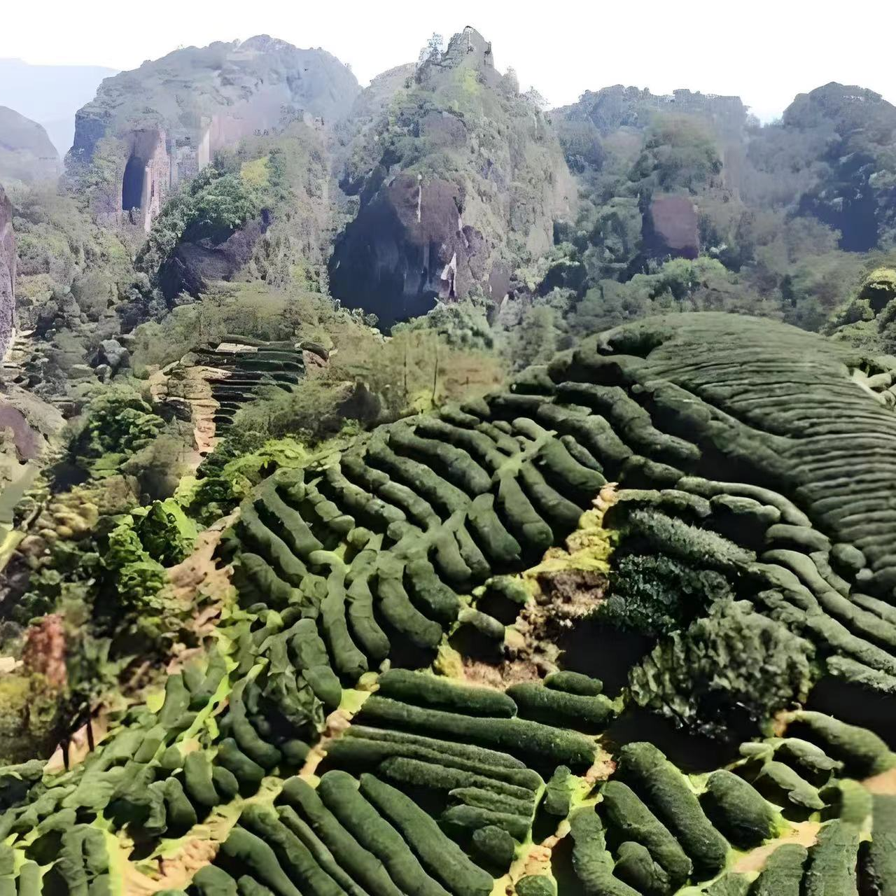 武夷山岩茶代拍链接【27】