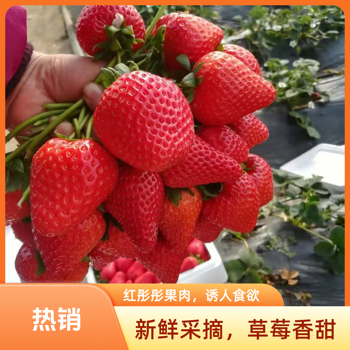 【明天到】【个大实惠】25-30g饱满大果（净重1000g）