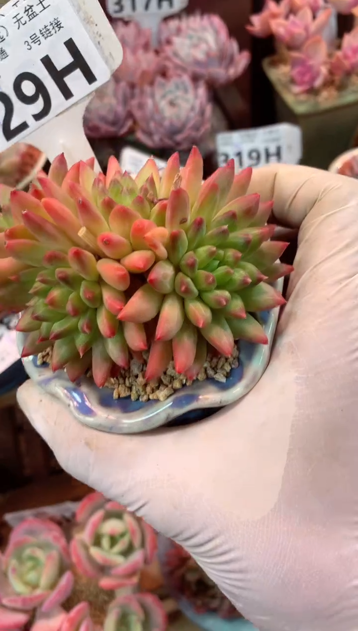 329H（一物一拍，精品多肉，w所见即所得 ）