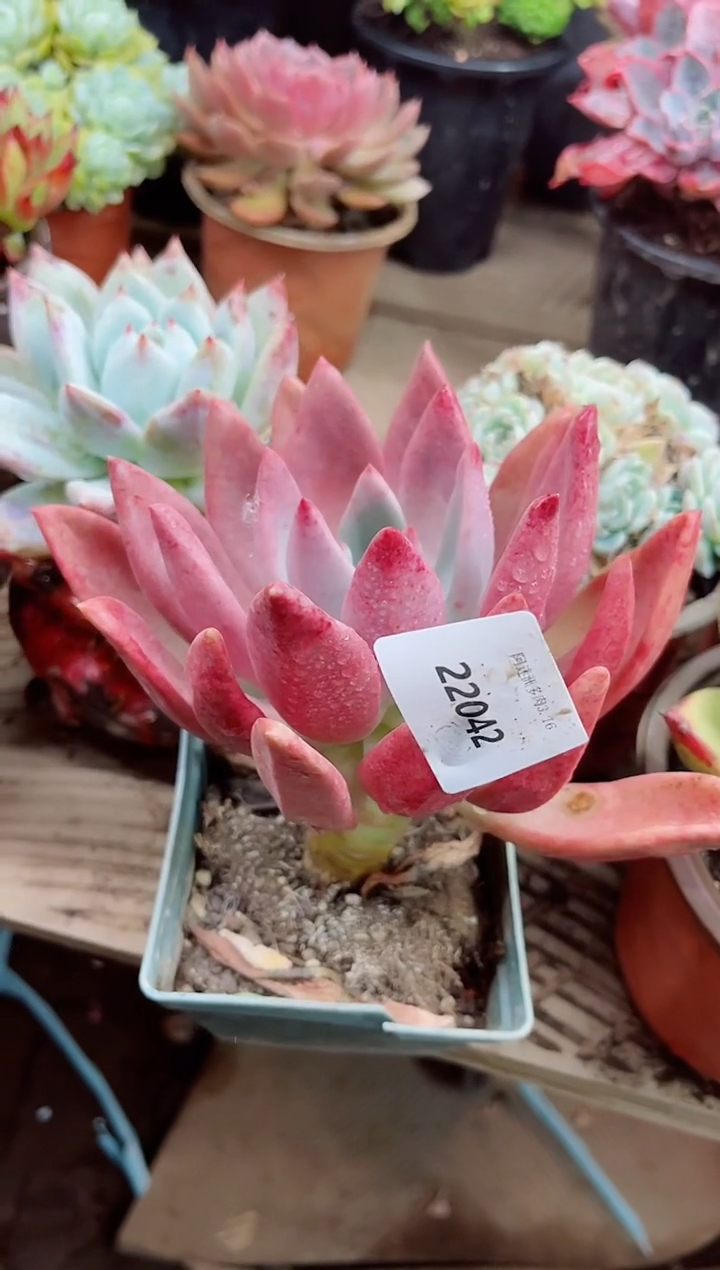 梦****奏22042多肉植物一物一拍