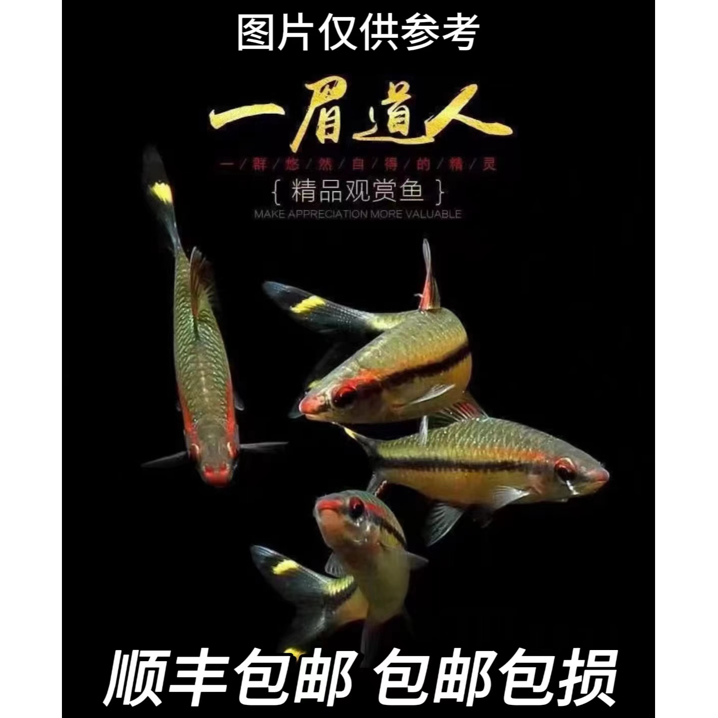 一眉道人鱼小型热带观赏鱼群游活体好养适合草缸