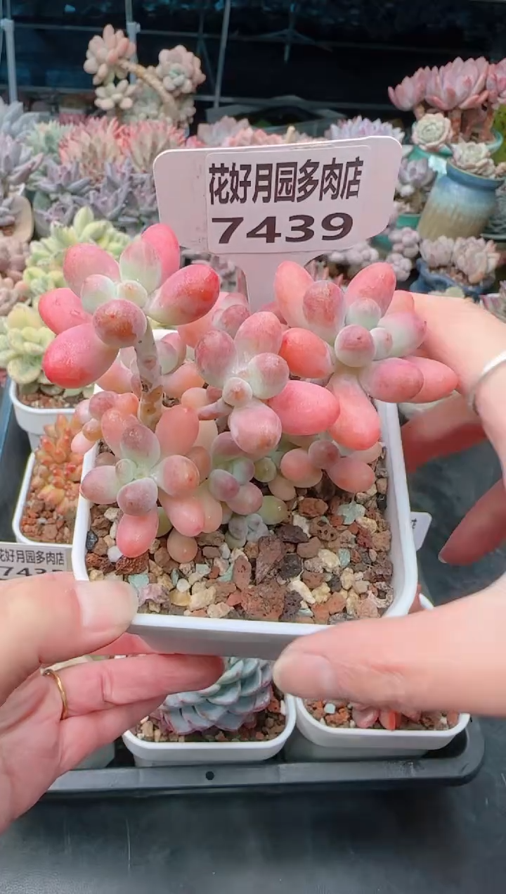 【闪购商品】7439.