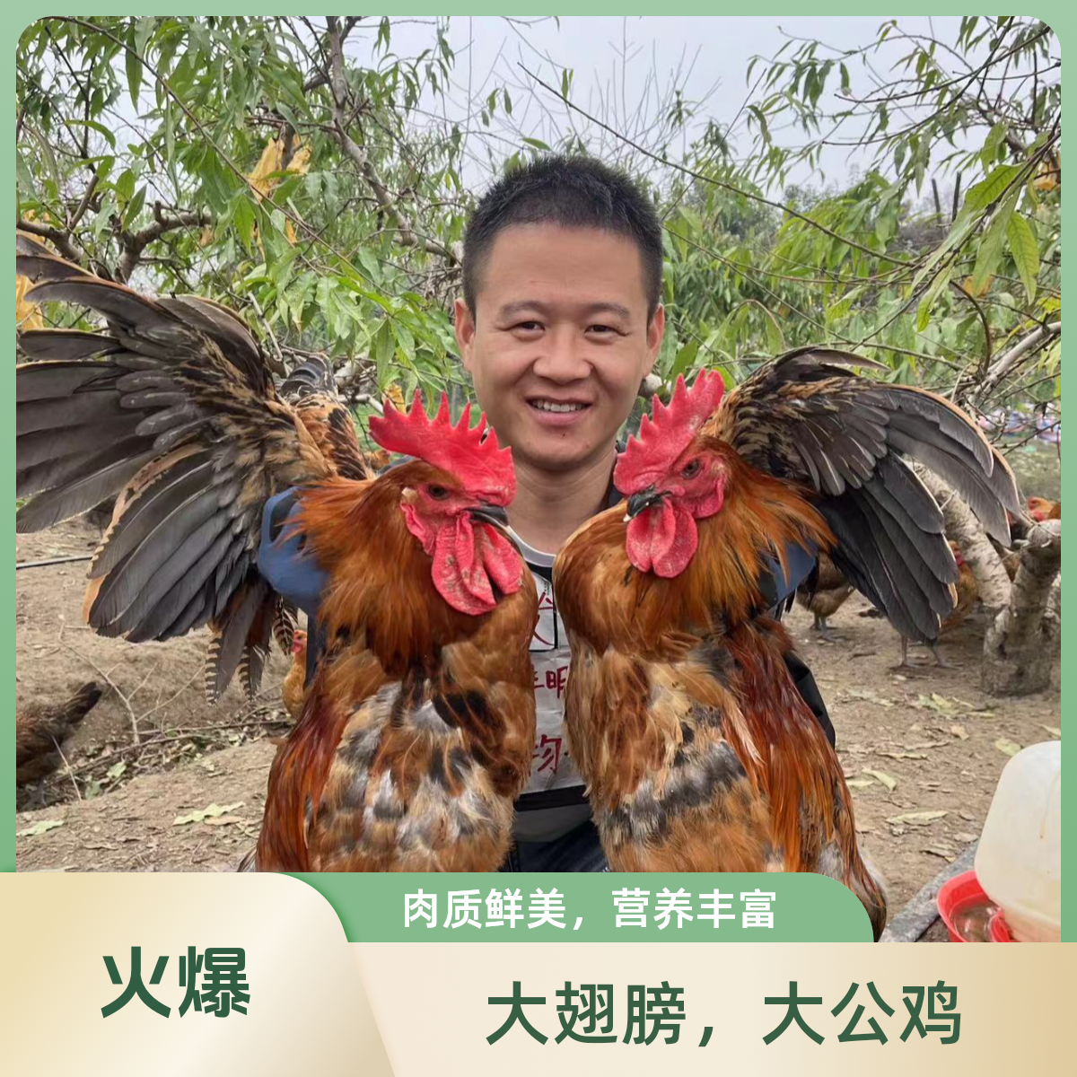 【两大只公鸡】8-9斤鸡场直发散养麻羽青脚土鸡农家散养鸡大公鸡