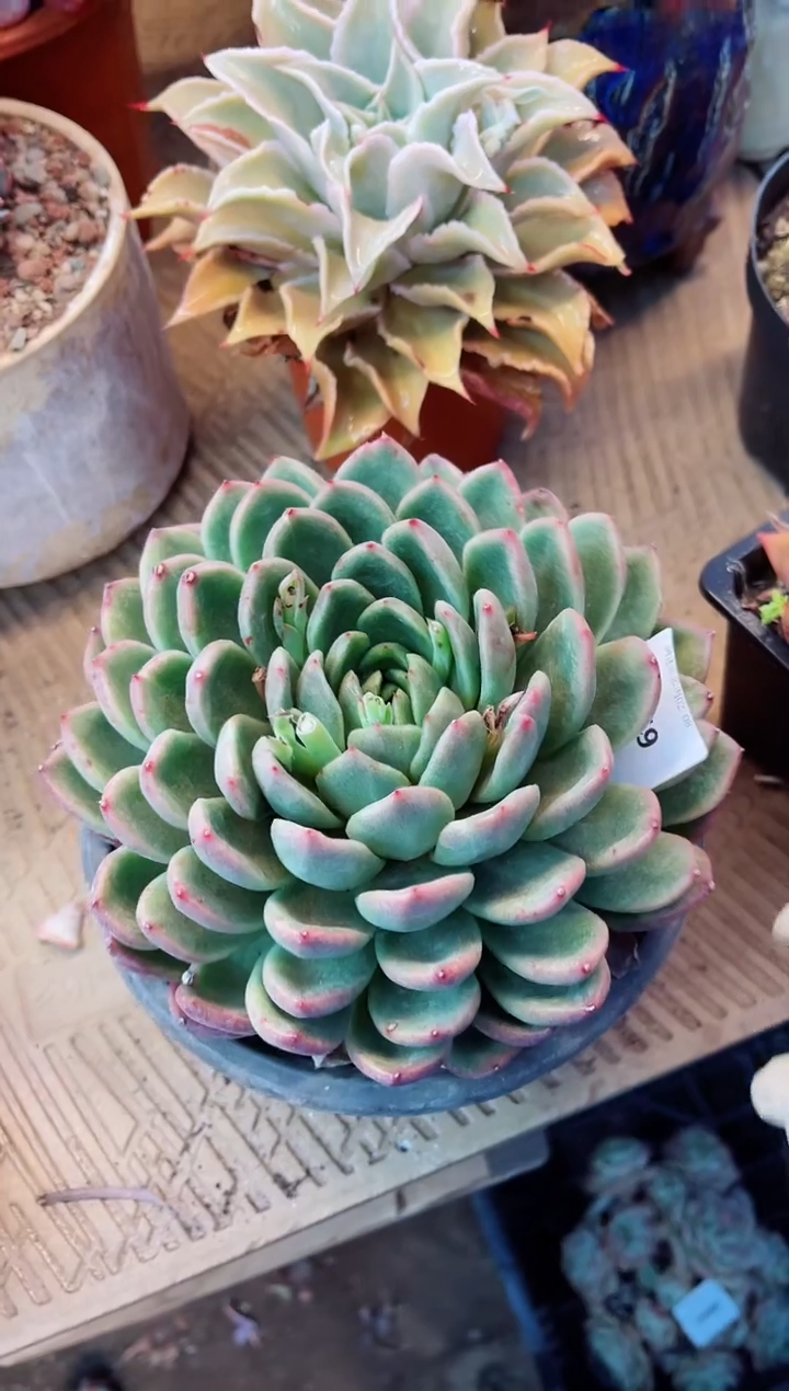 【闪购商品】08069