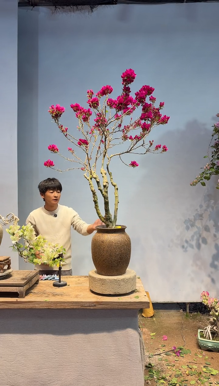 以实际为准三角梅16