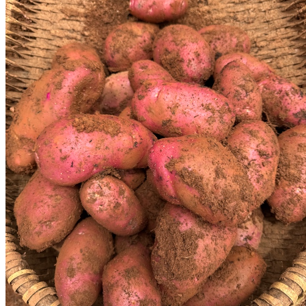 云南东川红土地红皮黄心土豆