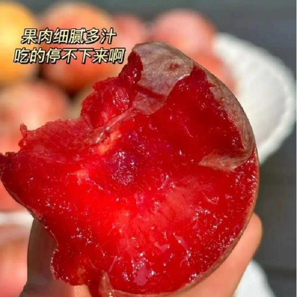 【辽宁卫视推荐】三色李子，恐龙蛋，清脆李子，五月红混装，香甜，脆甜，多汁多种口感吃的过瘾新疆维吾尔自治区