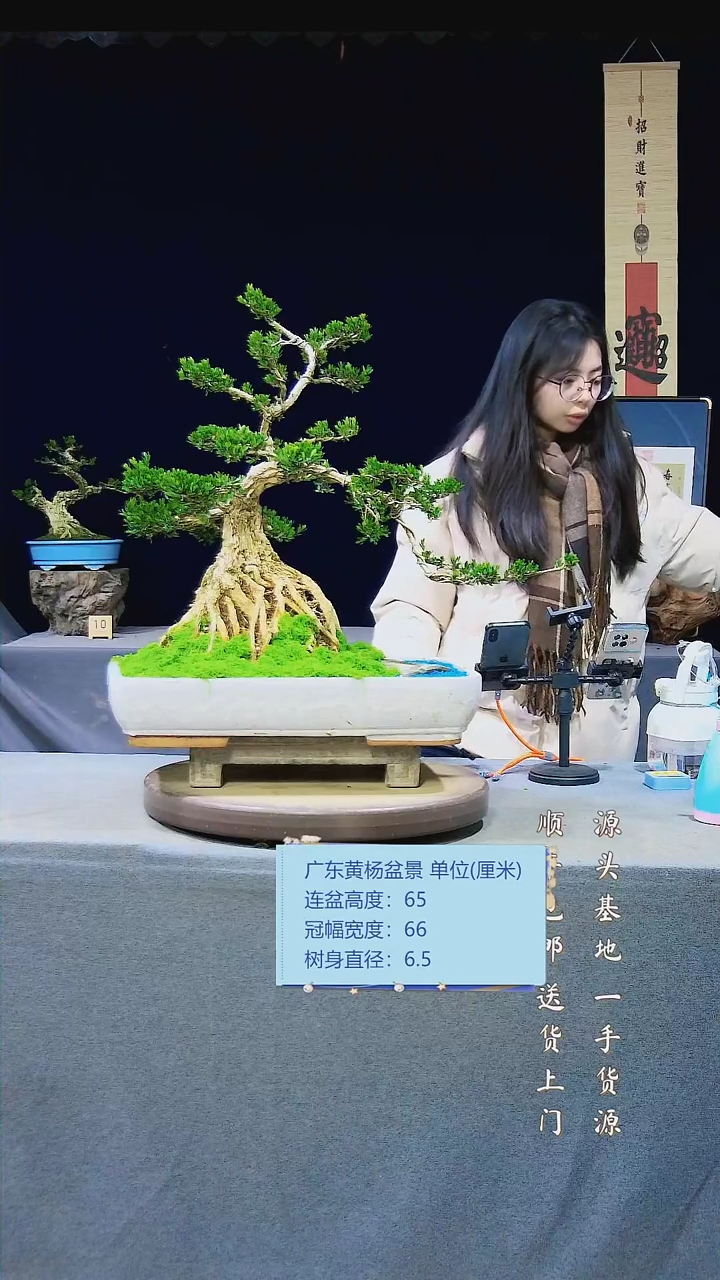 【闪购商品】雀舌黄杨盆景雀舌黄杨盆景